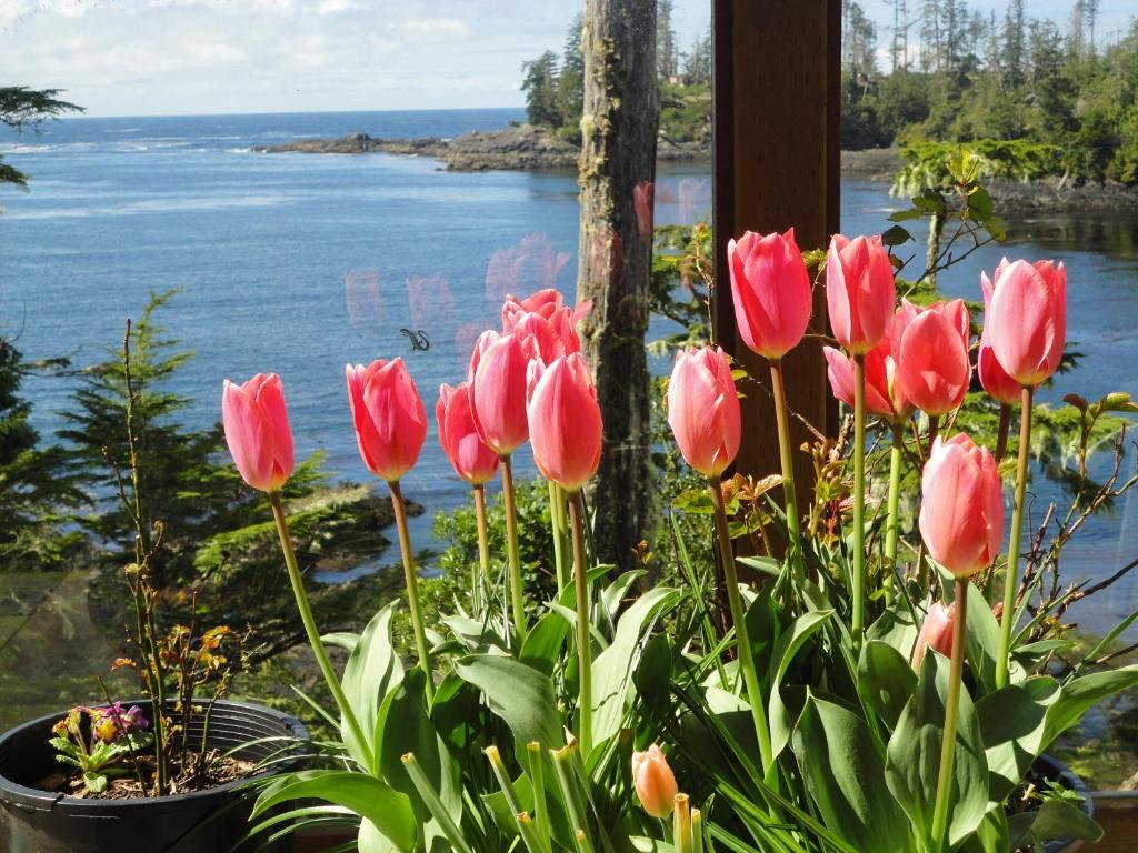 Reef Point Oceanfront Ucluelet